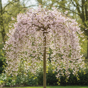 5ft White Weeping Cherry Blossom Tree | Prunus yedoensis 'Shidare Yoshino' | 9L Pot | 2 Years Old